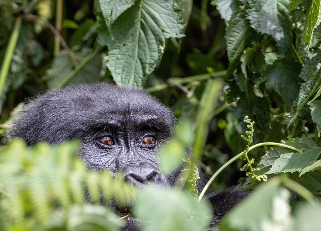 gorilla, animal, jungle, primate, wildlife, forest, safari, bwindi, hidden, uganda, nature, rainforest, gorilla, gorilla, gorilla, gorilla, gorilla, jungle, jungle, uganda, uganda, uganda, rainforest, rainforest, rainforest