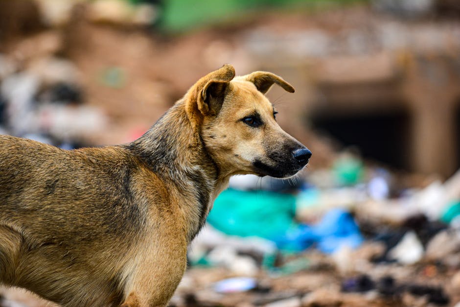 Dozens Of Dogs Rescued In Uganda After BBC Investigation Exposes Scam
