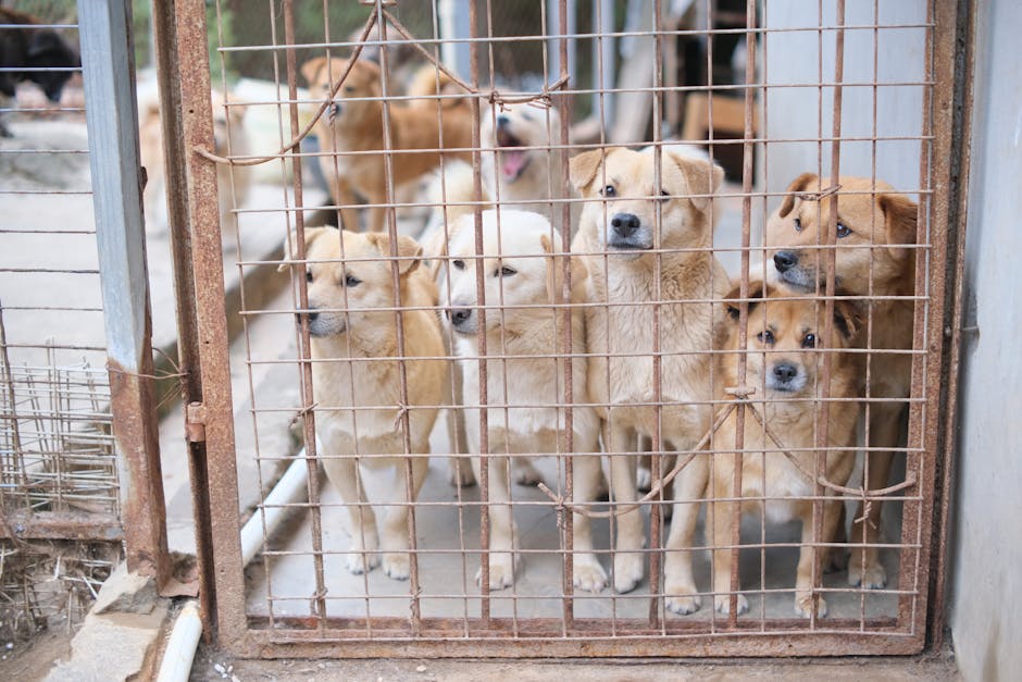 Dozens of dogs rescued in Uganda after BBC investigation