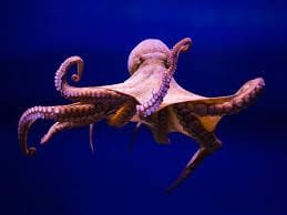 Octopus Population Surges In UK Waters
