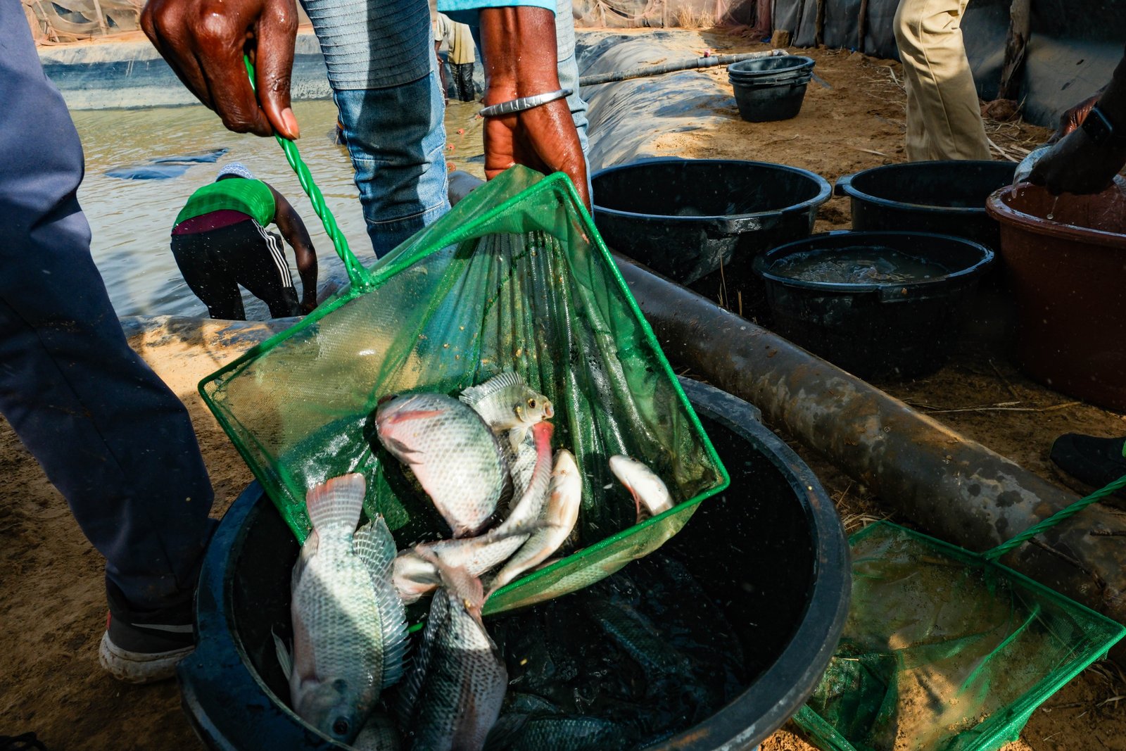 A promising tale from Senegal of fish, rice …. and dangerous worms