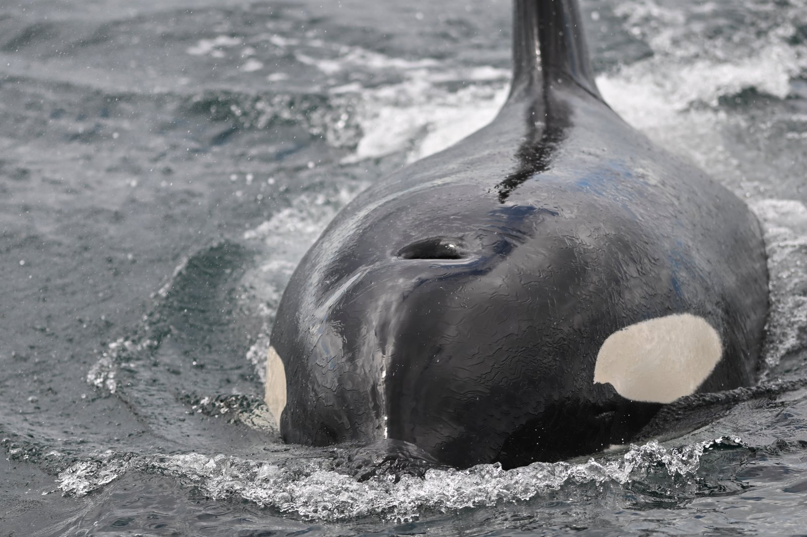 Video: Scientists watch orcas ram a sunfish so hard it explodes Video: Scientists watch orcas ram a sunfish so hard it explodes