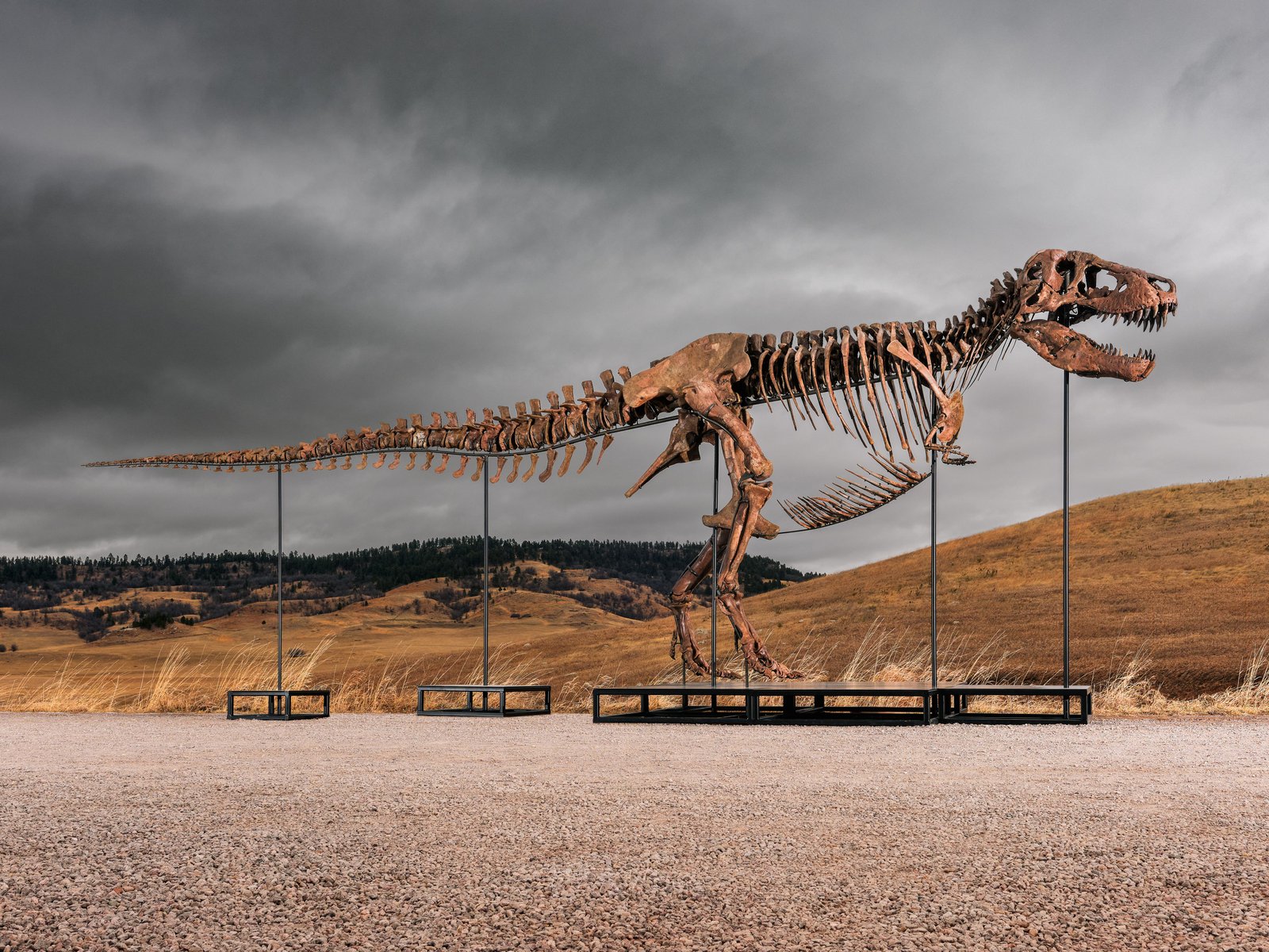 Mystery bidder buys T. rex nicknamed ‘Gus’ for a record million Mystery bidder buys T. rex nicknamed ‘Gus’ for a record million