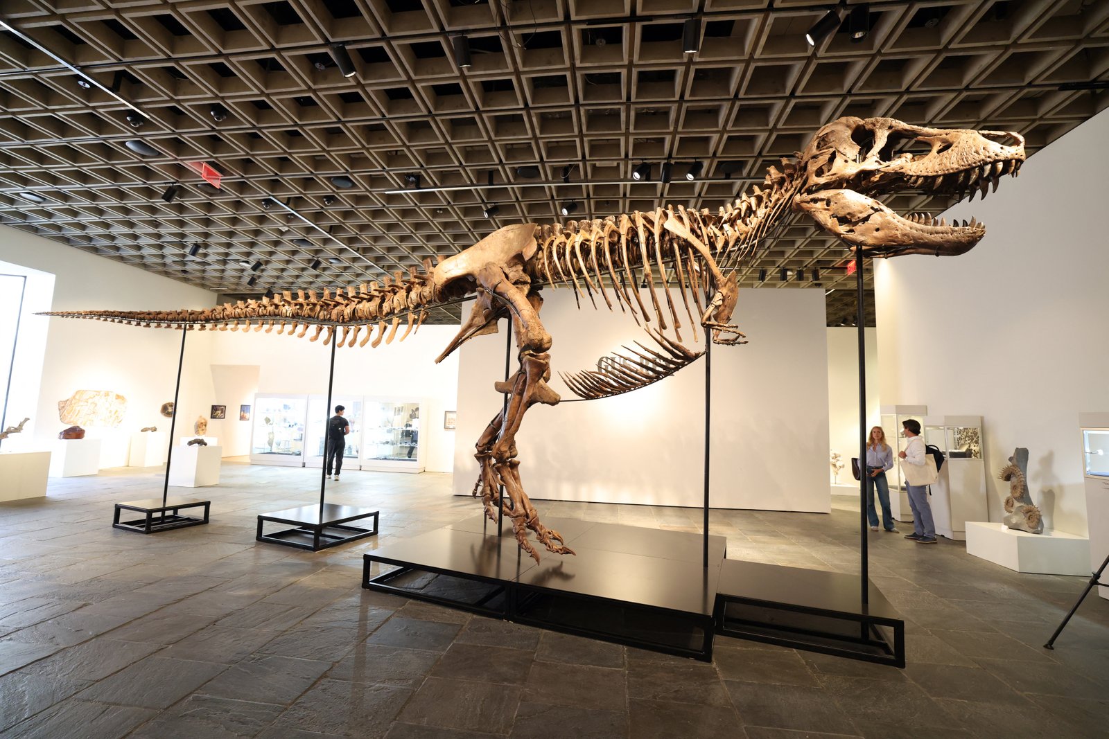 Want to own a real T. rex? It could cost you million Want to own a real T. rex? It could cost you million