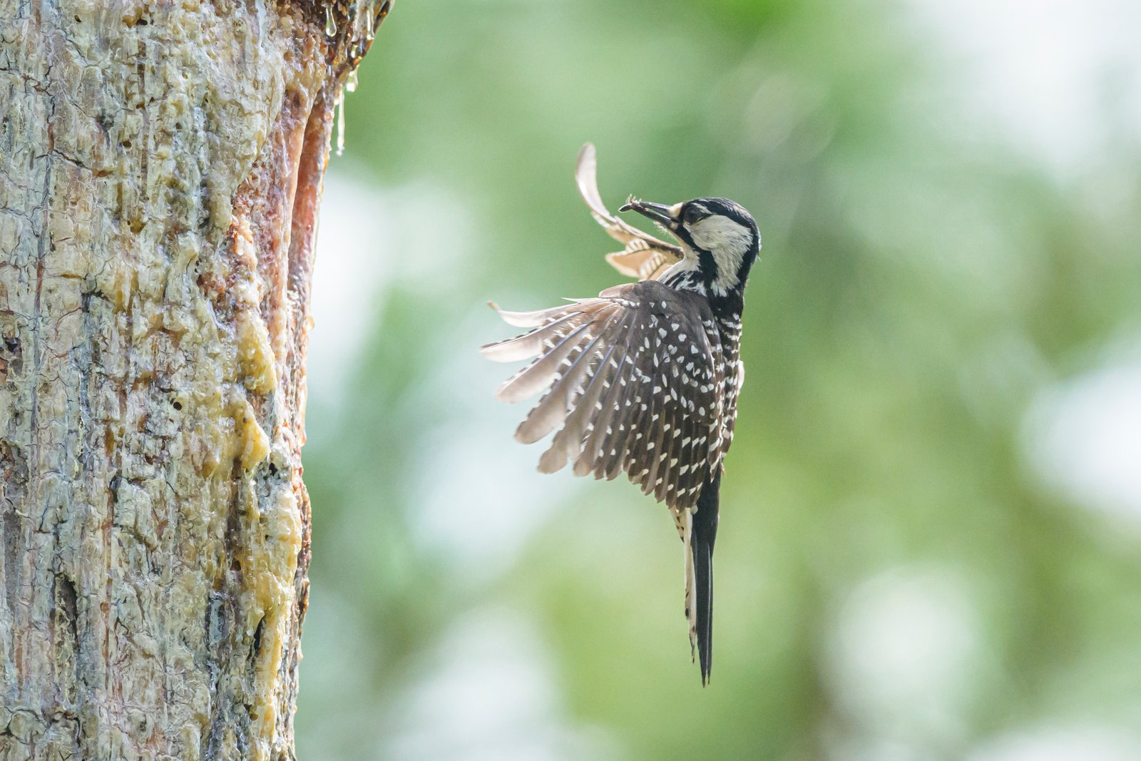 Environmental groups sue government to stop a big change to the Endangered Species Act Environmental groups sue government to stop a big change to the Endangered Species Act