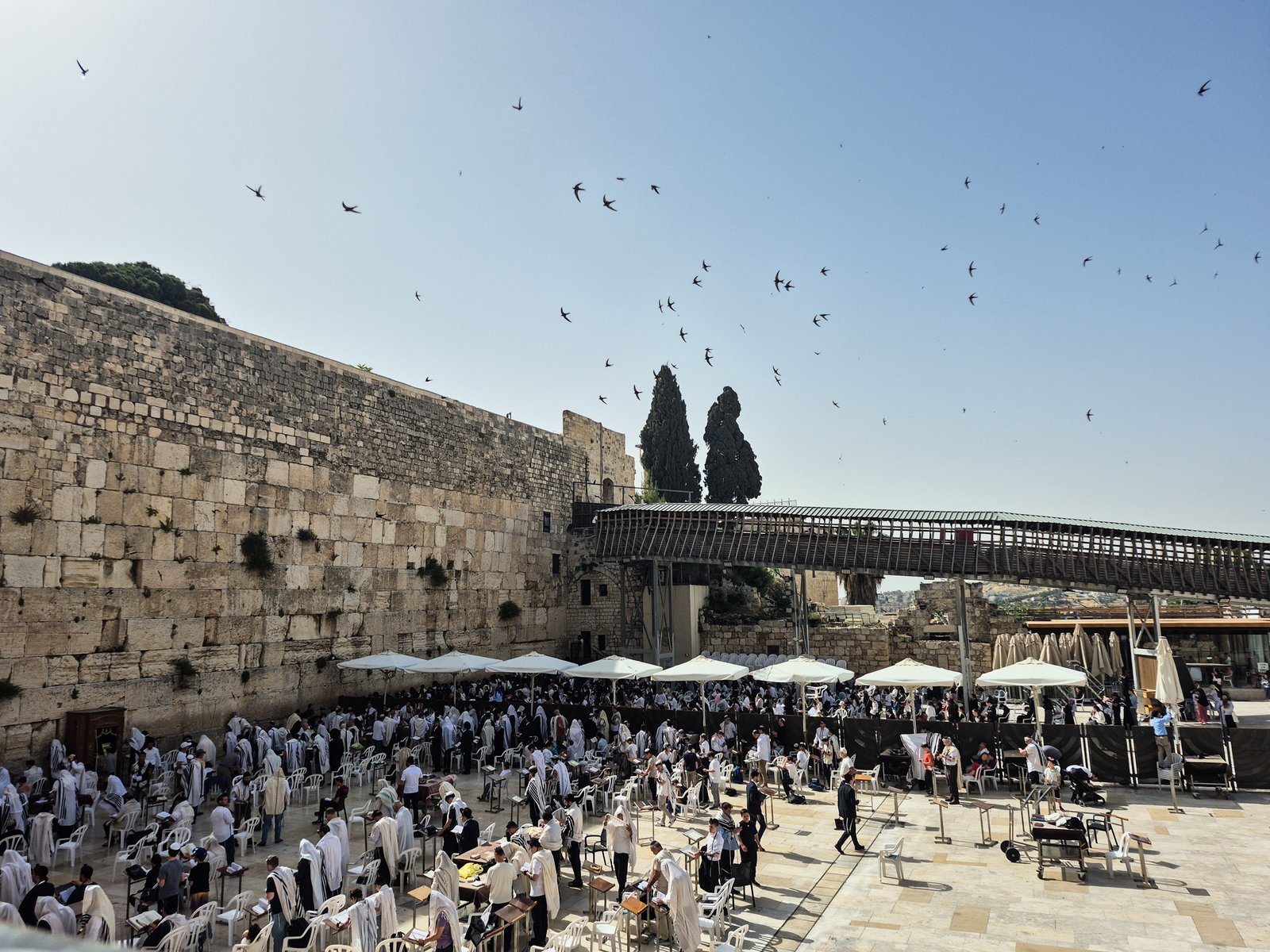 An Israeli paraglider tries to save migrating swifts that nest in the Western Wall An Israeli paraglider tries to save migrating swifts that nest in the Western Wall