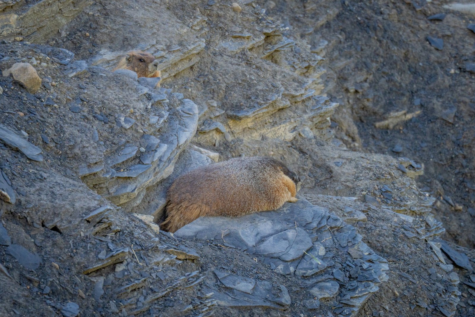 Exclusive: Meet the Inaugural Winner of Fat Marmot Week – A Celebration of Culinary Creativity Exclusive: Meet the Inaugural Winner of Fat Marmot Week – A Celebration of Culinary Creativity