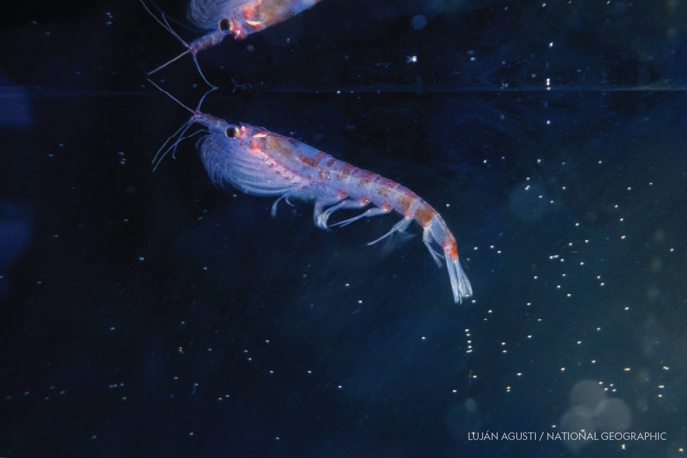 Scientists Discover Tiny Krill Thriving in Deep‑Sea Hydrothermal Vents