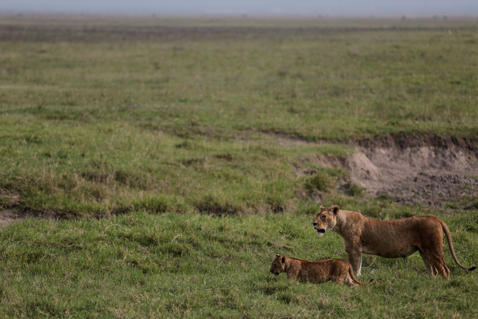 Poison Suspected in Deaths of Ten Lions in Tanzanian Game Reserve