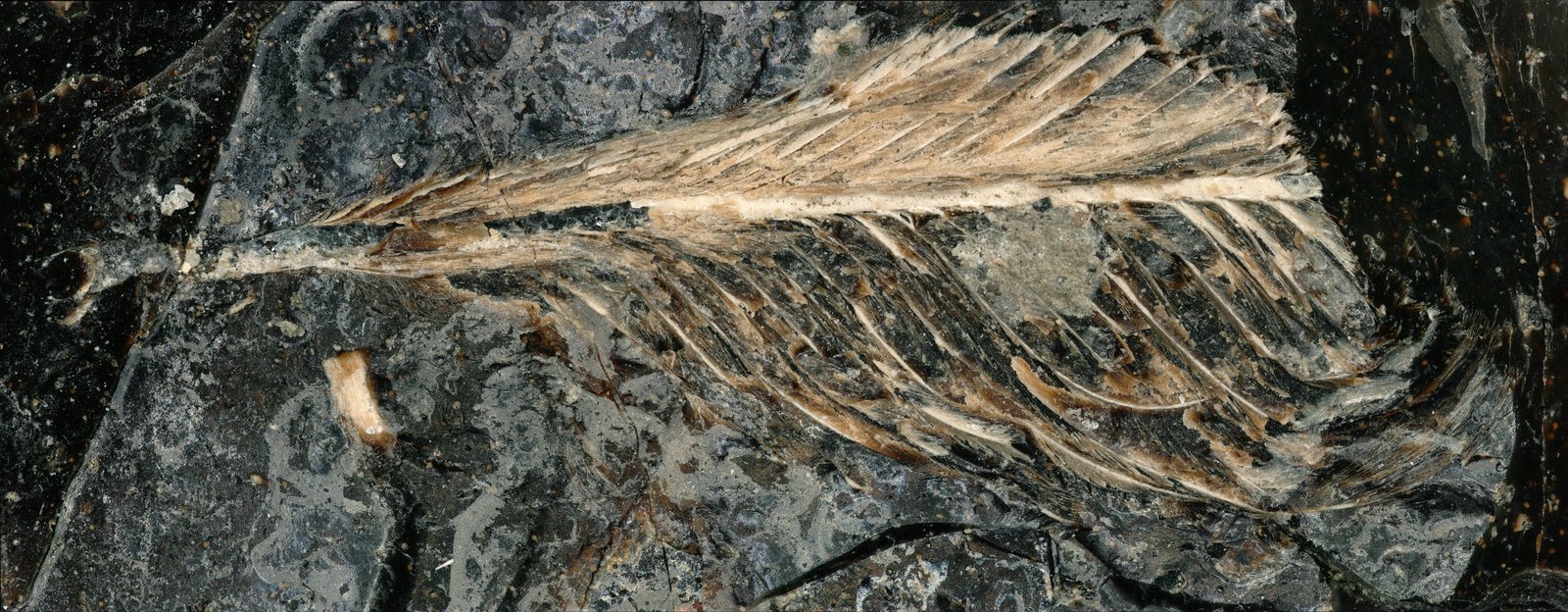 A Fossil Feather From the Age of Dinosaurs May Explain Why Only Some Birds Survived A Fossil Feather From the Age of Dinosaurs May Explain Why Only Some Birds Survived