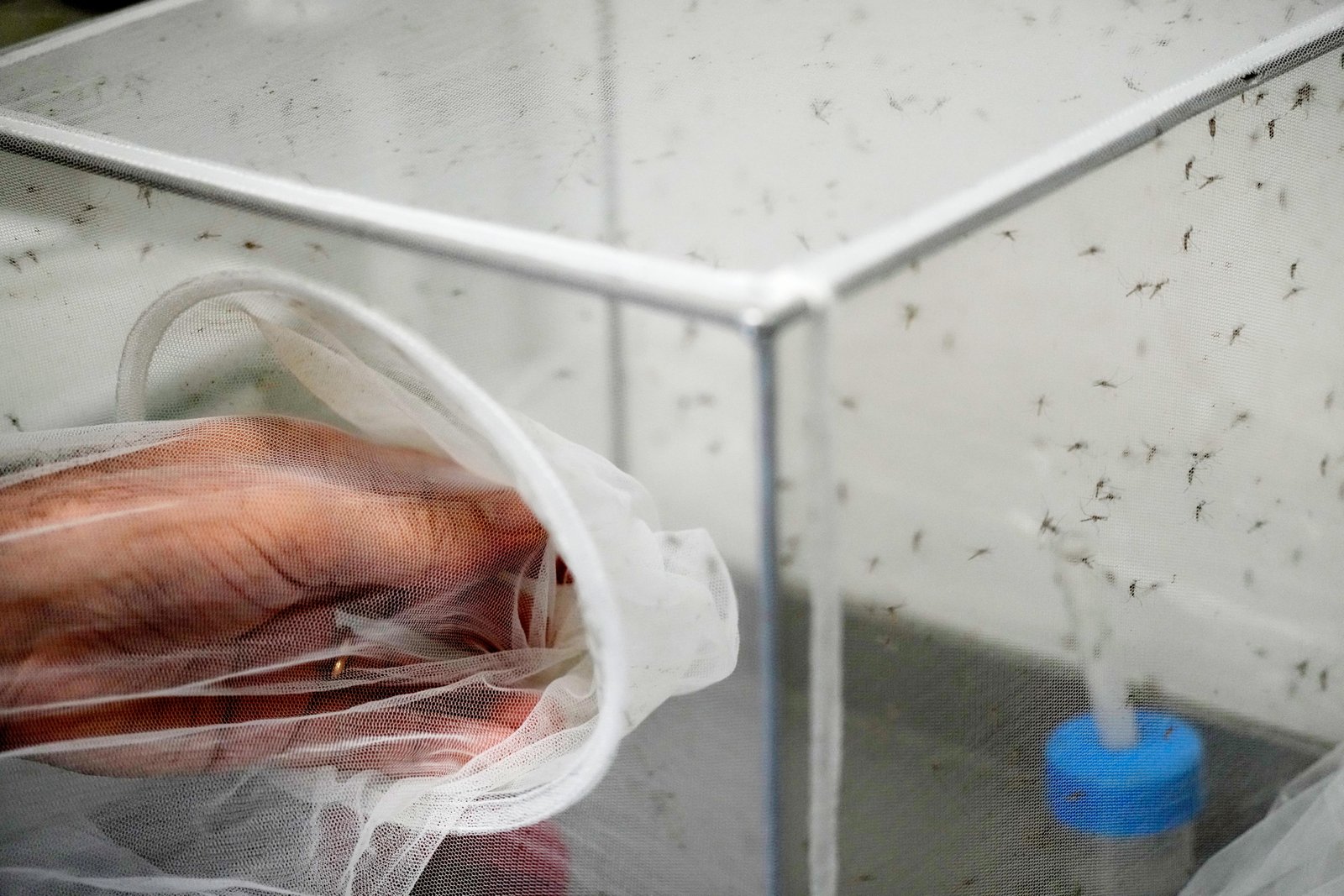 Rising Temperatures in Europe Fuel West Nile Virus Spread in Italy Rising Temperatures in Europe Fuel West Nile Virus Spread in Italy